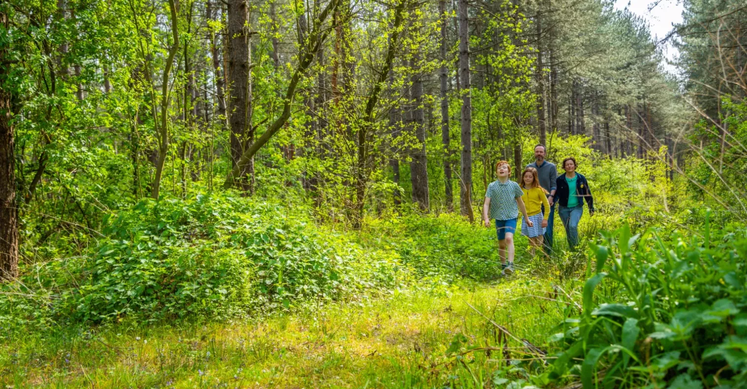 Beautiful Woodlands